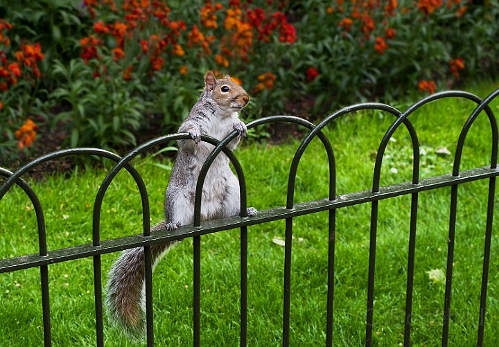 Kensington park-Ekorre.jpg